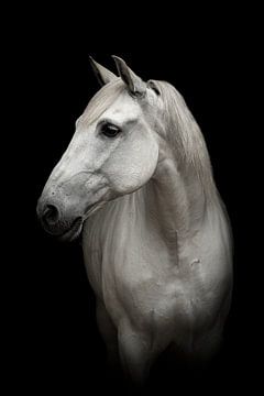 Fineart wit paard van Evelyne Van Heuverzwyn