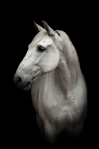 Fineart white horse by Evelyne Van Heuverzwyn