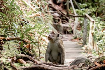 Macaque in the Wild in Borneo by Femke Ketelaar