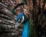 Peacock closeup by Patrick van Bakkum thumbnail