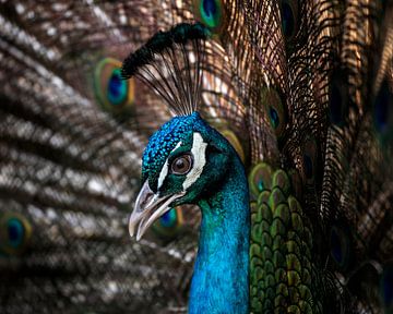 Peacock closeup by Patrick van Bakkum