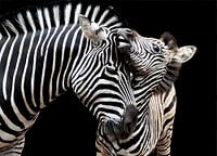 Zebrastute mit Fohlen