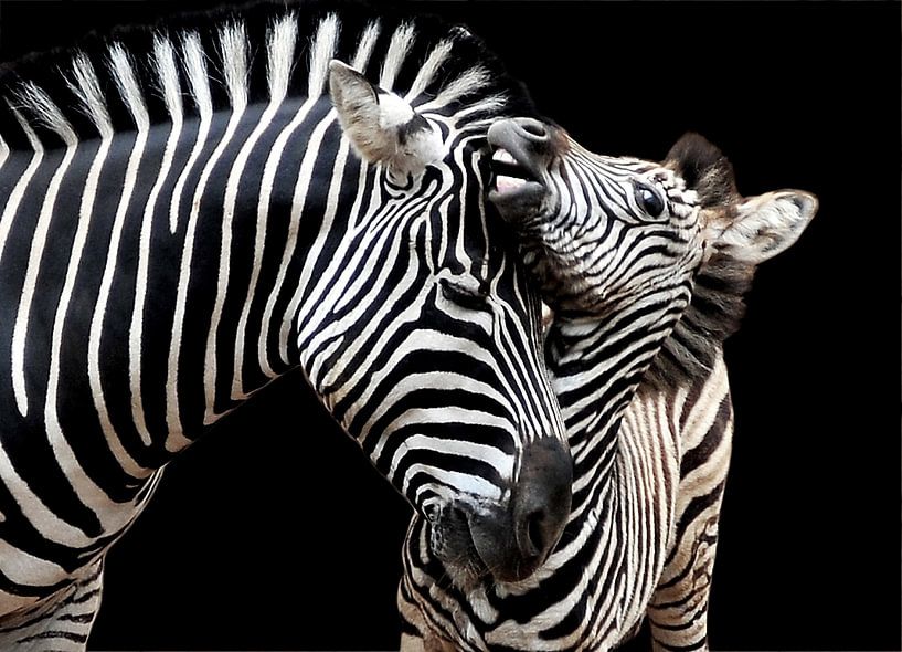 Zebra mare with foal by Eva Sträter