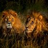Les lions de Leadwood, Afrique du Sud sur Paula Romein