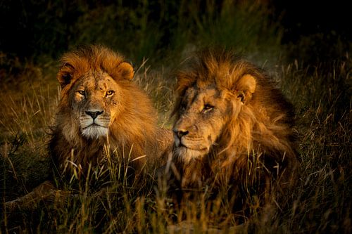 Die Löwen von Leadwood, Südafrika