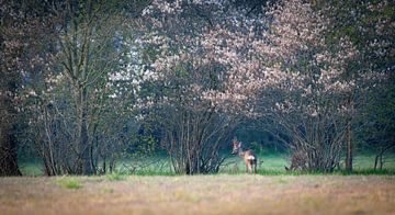 Ree in blossom by YvePhotography