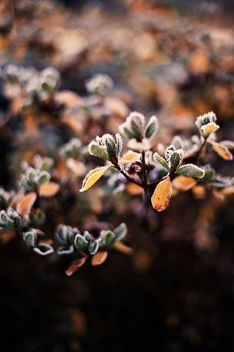 Frostige Zweige in der Kälte von Lonneke te Kloese