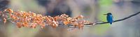 Kingfisher - Panorama