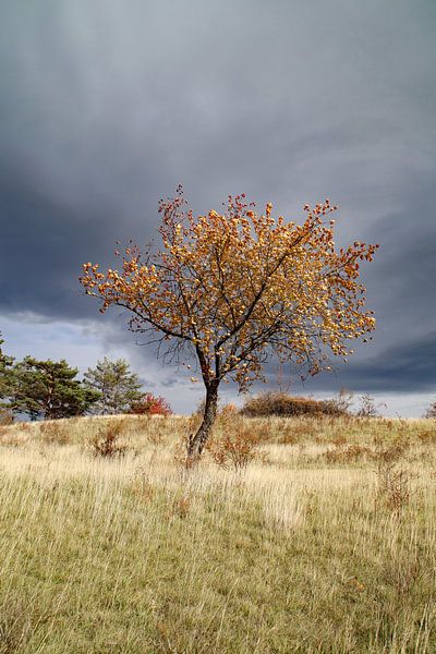 Indian Summer in the Harz Mountains by Jörg Sabel - Fotografie