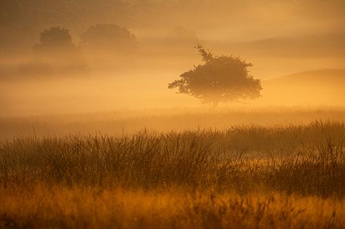 Mist tijdens zonsopkomst over de Veluwse heide zorgt voor een Afrikaans plaatje