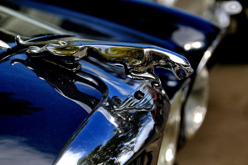 Jaguar-Logo von Henk Langerak
