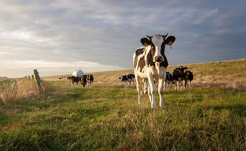 Koeien bij zonsopkomst