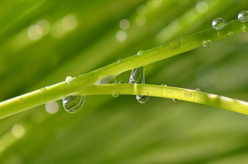 Drop by Violetta Honkisz