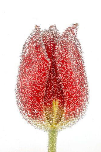 Tulpe mit Wasserbläschen