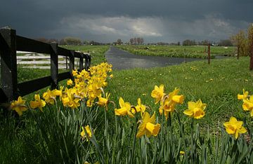 Lente in de polder.