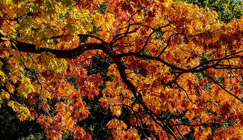 Herfstkleuren in de Bomen van Brian Morgan