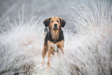 Hund inmitten des gefrorenen Frosts von Mariska van der Heijden