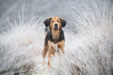 Hond tussen de aangevroren rijp van Mariska van der Heijden