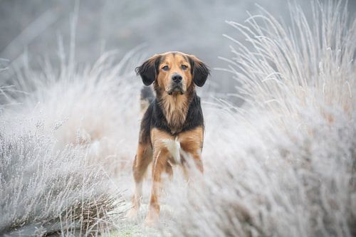 Hund inmitten des gefrorenen Frosts