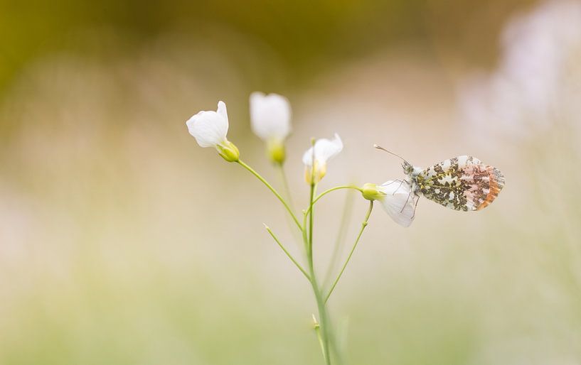 Butterfly, the orange tip by Danny Slijfer Natuurfotografie
