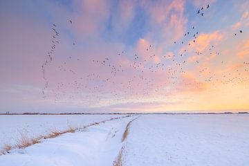 Gänse fliegen während eines schönen Wintersonnenuntergangs über einer verschneiten Landschaft in Fri von Bas Meelker