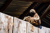 Cute sloth from the Amazon in a house in Iquito, Peru, South America