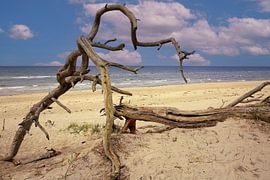 Baumgewächs an der Ostsee II von Patrick Lohmüller