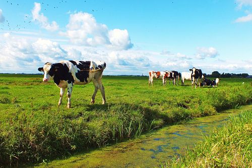 weidelandschap met koe