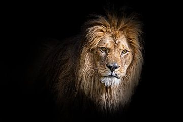 Volwassen Barbarijse leeuw van Leinemeister