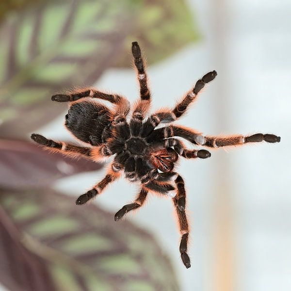 Mexikanische Rotknie-Spinne von unten von gea strucks