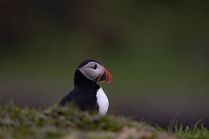 Puffin opzoek naar een nieuw huisje van Nina Robin Photography