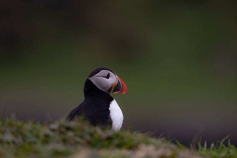 Puffin à la recherche d'un nouveau foyer par Nina Robin Photography