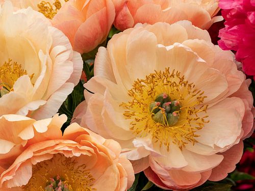 Pioenroos in zomers pastel. 2 Peach Fuzz.