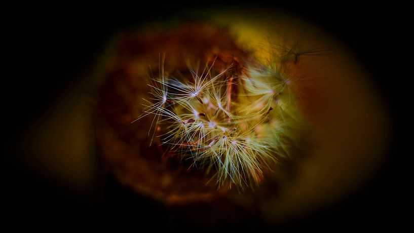 Seed fluff in the wind by Jenco van Zalk
