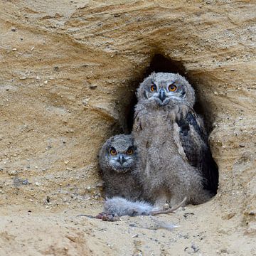 Eurasian Eagle Owls ( Bubo bubo ), young chicks at nesting site, feeding on prey ( nutria ) van wunderbare Erde
