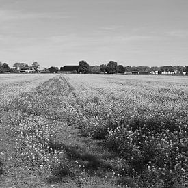 Une campagne florissante en noir et blanc sur Jose Lok