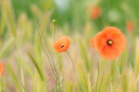 poppies