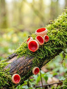 Paddenstoelen - Scharlaken beker op een bemoste tak