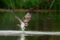 Osprey
