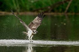 Osprey by Jan van Vreede