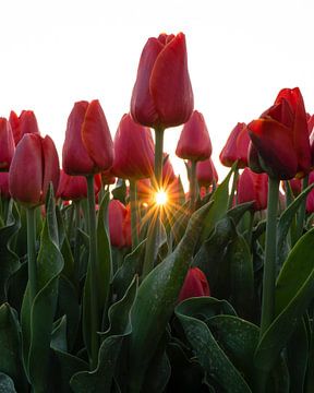 Sonnenbadende Tulpen auf dem Tulpenfeld von Sander van Hemert