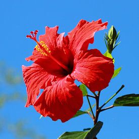 Hibiscus rouge ou rose chinoise sur fond de ciel bleu sur lieve maréchal