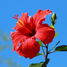 Red Hibiscus or Chinese Rose against a blue sky by lieve maréchal