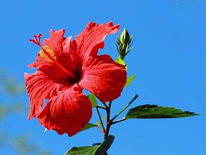 Hibiscus rouge ou rose chinoise sur fond de ciel bleu