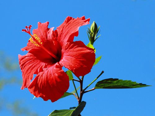 Roter Hibiskus oder chinesische Rose vor blauem Himmel von lieve maréchal