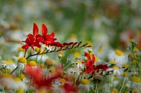 Crocosmia in einem Blumenfeld