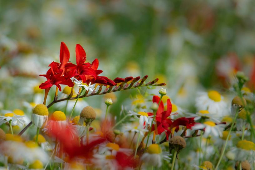 Crocosmia in a field of flowers by Eline Bouwman
