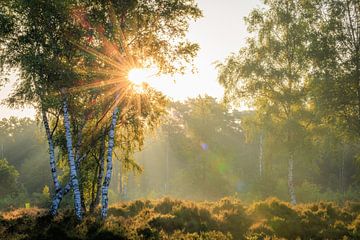 Sunbeams through the birch trees on the moors - Utrechtse Heuvelrug by Sjaak den Breeje