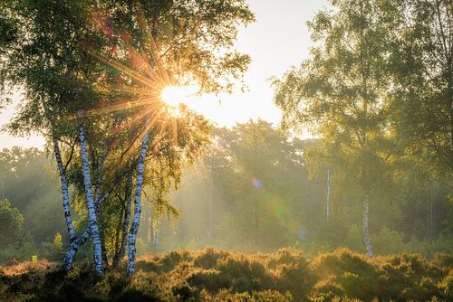 Zonnestralen door de berkenbomen op de heide - Utrechtse Heuvelrug