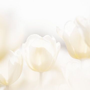 Witte tulpen